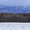 タンチョウのいる風景