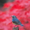 紅葉瑠璃鳥図