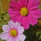 コスモス②