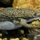 アフリカツメガエル(カワスイ　川崎水族館)