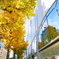 新宿駅西口の黄葉