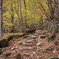 三頭山登山道
