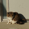 猫  Nikkor H-Auto 50mm f2