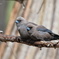 Dusky Woodswallow①