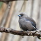 Dusky Woodswallow②