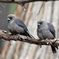 Dusky Woodswallow③