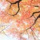 公園の紅葉
