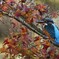 季節外れの紅葉カワセミ