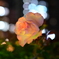 夜のバラ園
