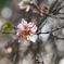 冬の桜