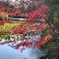 菊名池公園　紅葉