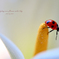 Ladybug on a flower calla lily