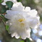 白い山茶花