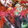 晩秋の紅葉