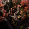 黒紅葉