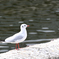 ユリカモメ