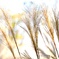 盛りの白穂・・・