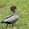 Australian wood duck ♂