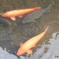 今日の鯉