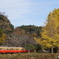 小湊鉄道キハ200と銀杏！