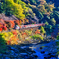 秋彩のトロッコ列車
