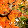 見上げる紅葉