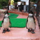 ペンギン