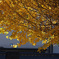 色付くイチョウ