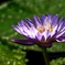 Shining Water Lily