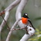 Scarlet Robin