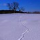 雪の獣道