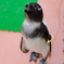 ペンギン2