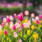 チューリップ①