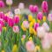 チューリップ②