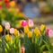チューリップ③