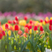 チューリップ⑤
