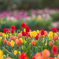 チューリップ⑥
