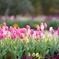 チューリップ⑦