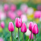 花菜ガーデン【アイスチューリップ(ピンク系)】⑤20251219
