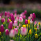 花菜ガーデン【アイスチューリップ(白ピンク系)】20251219