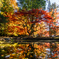 曽木公園2025 紅葉リフレクション