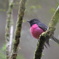 Pink Robin③