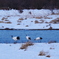 タンチョウヅルの風景
