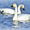 Swans in Shinjiko 2025-44