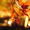 紅葉ライトアップ①
