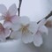 冬櫻　②。。。！