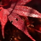 紅葉のあせ