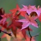 残り紅葉