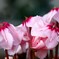 シクラメン・上向き開花