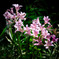 Roadside Lycoris